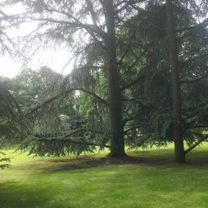 Massage les racines du calme