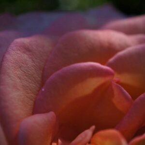 Massage bulle de soi