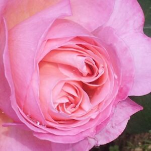 Massage caresse botanique